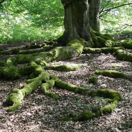 Ferienhaus Erica بيت للعطل Frankenau